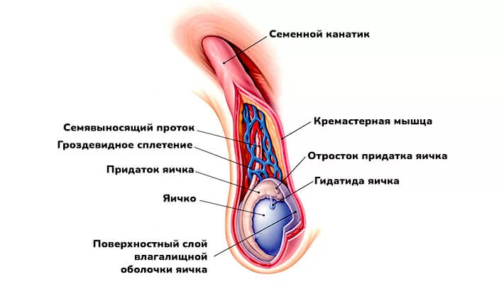 Мужская половая система