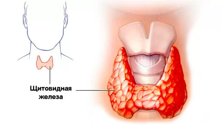 Щитовидная железа