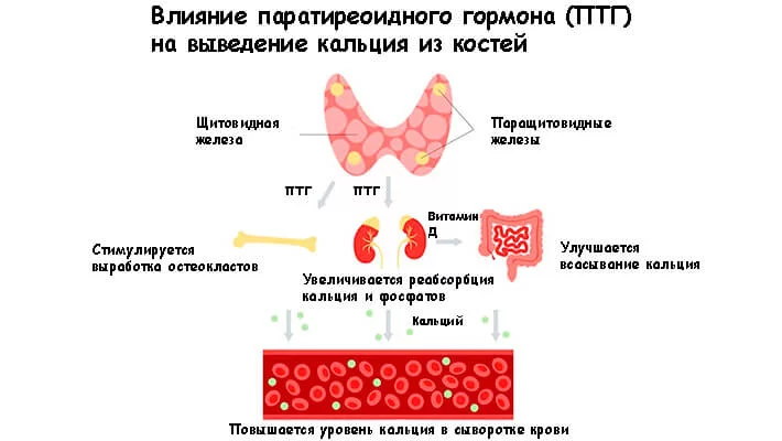 Влияние гиперпаратиреоза на уровень кальция в крови